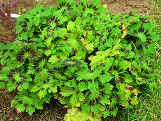 ГЕРАНЬ  КРАСНО-БУРАЯ сорт САМОБОР (Geranium phaeum 'Samobor')